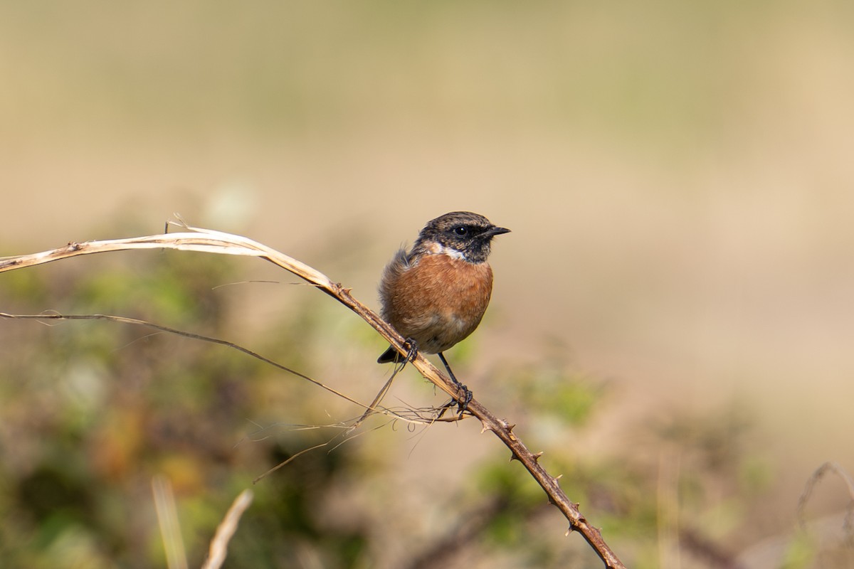 European Stonechat - ML642984050