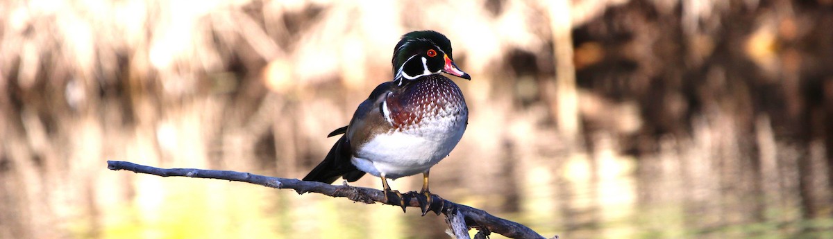 Wood Duck - ML642984055