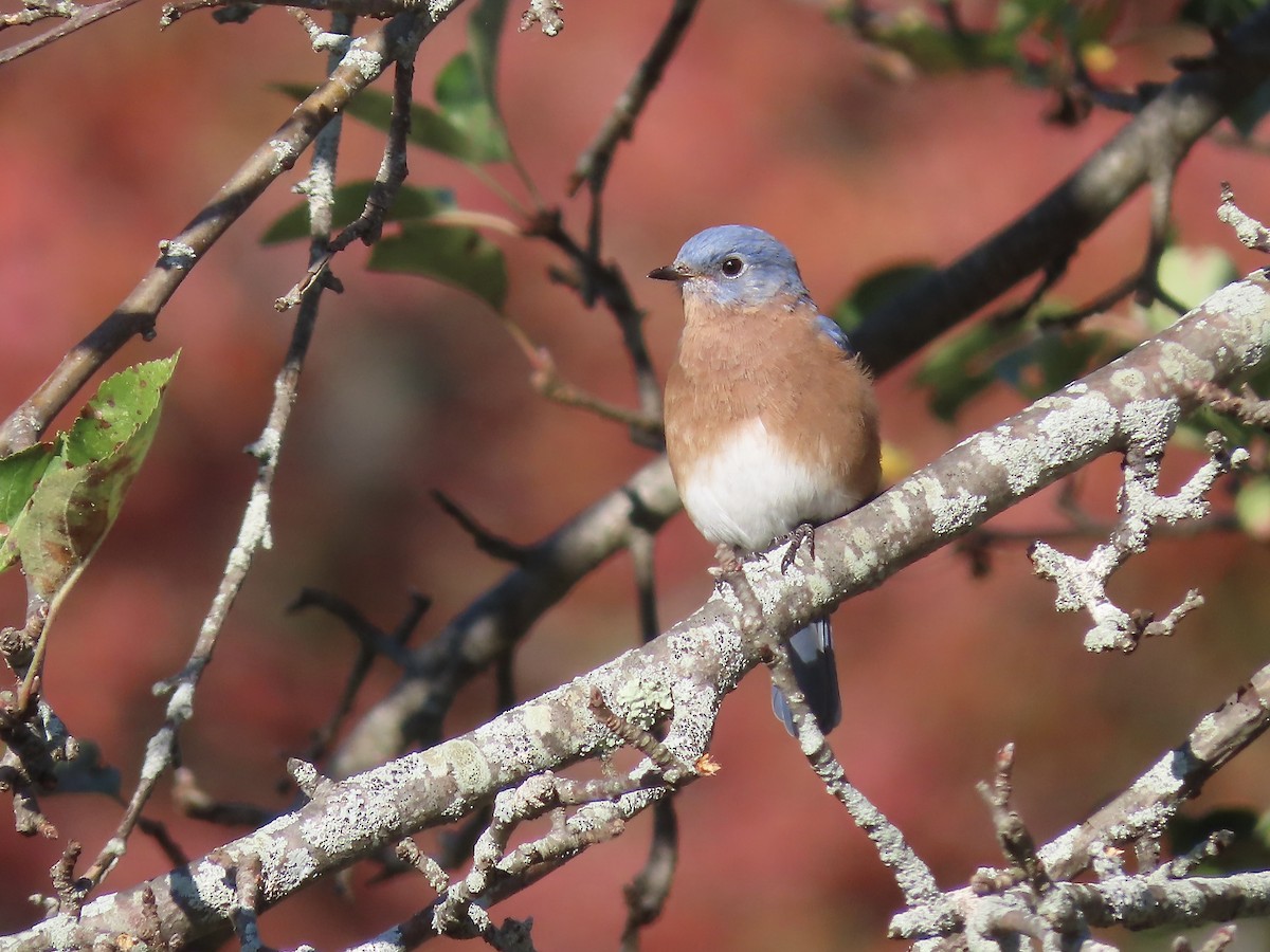 Eastern Bluebird - ML642984056