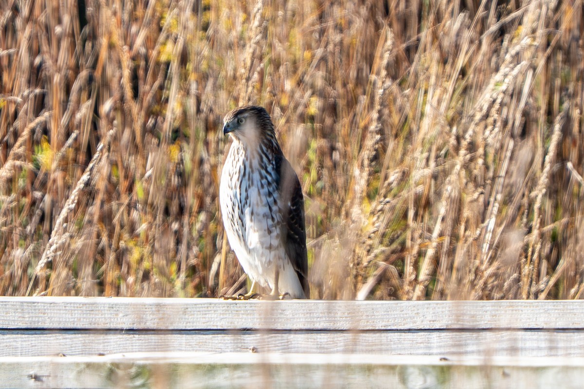 Cooper's Hawk - ML642984057