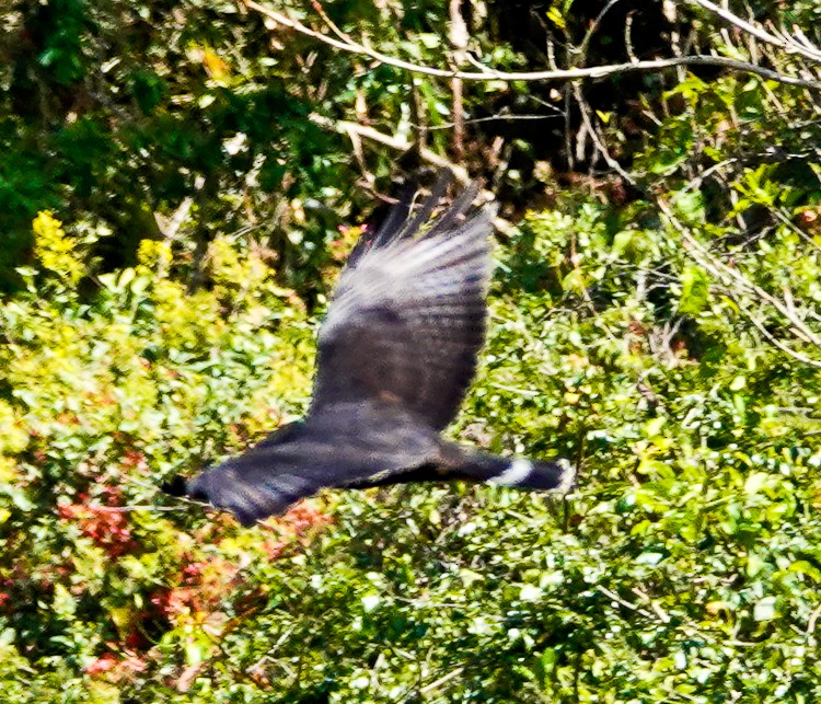 Zone-tailed Hawk - ML642984058