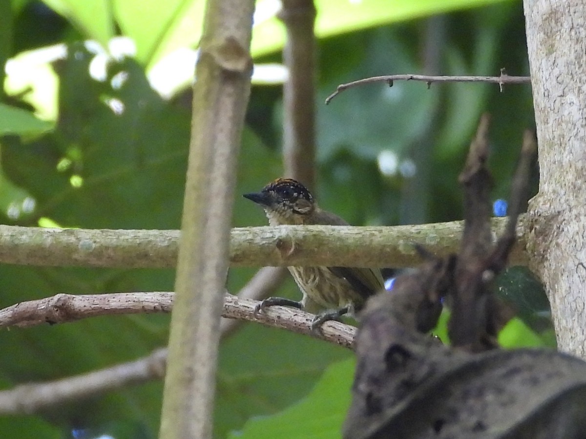 Olivaceous Piculet - ML642984062