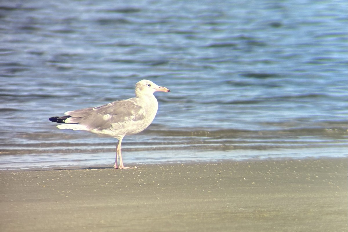 Laughing Gull - ML642984063
