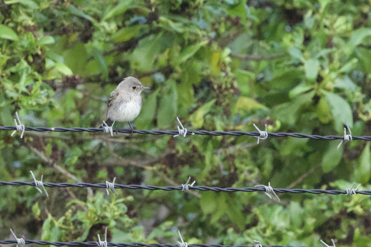 Gray Flycatcher - ML642984067