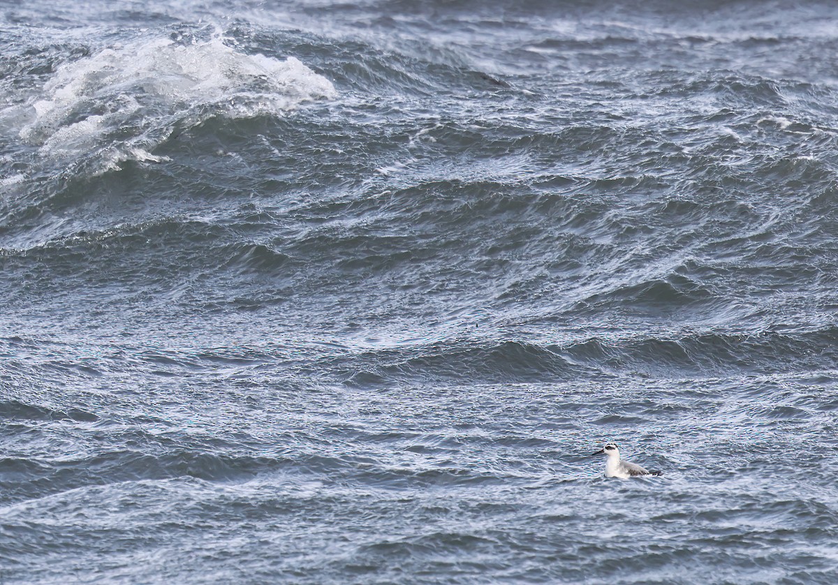 Red Phalarope - ML642984068