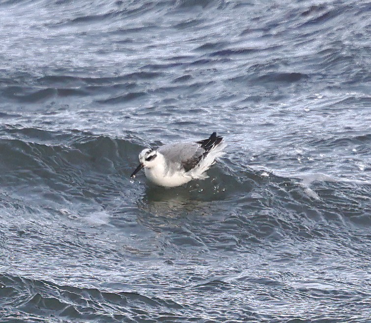 Red Phalarope - ML642984069