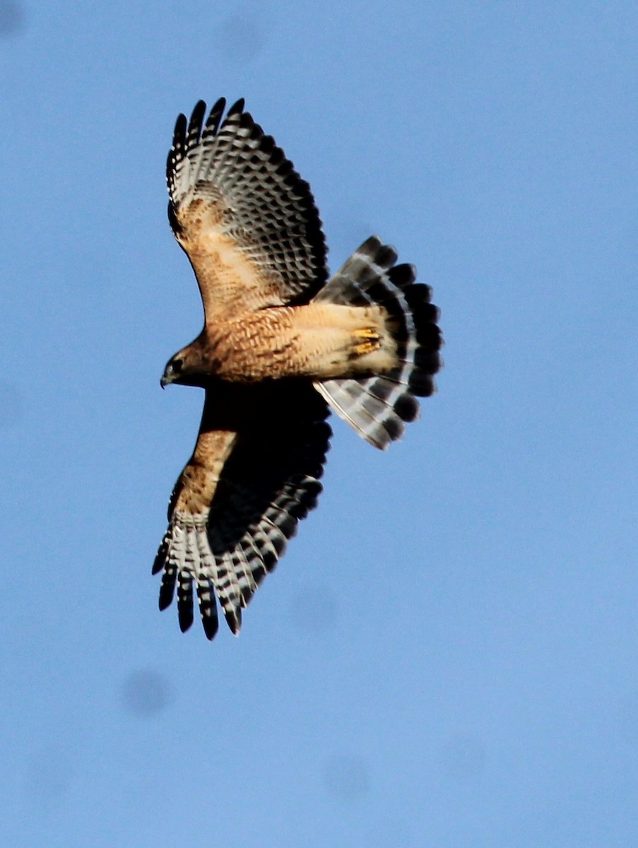Red-shouldered Hawk - ML642984071