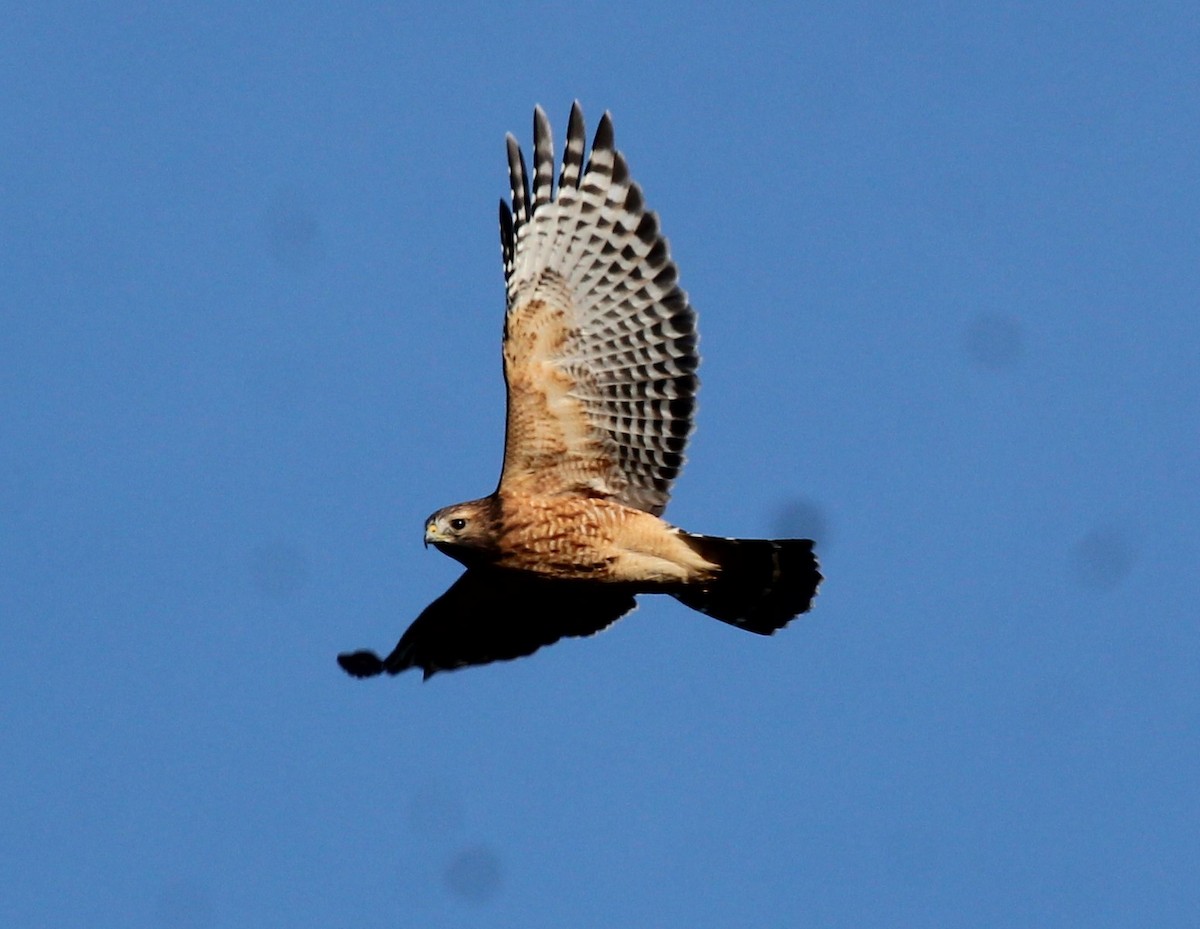 Red-shouldered Hawk - ML642984072