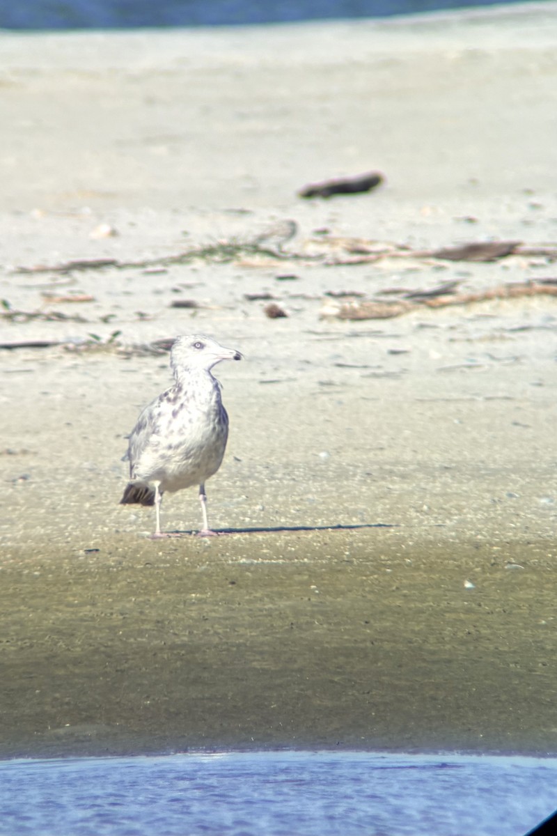 American Herring Gull - ML642984073