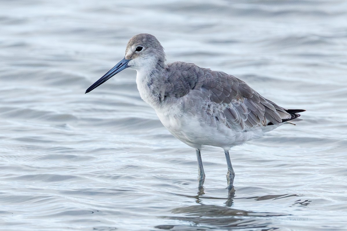Willet - ML642984074