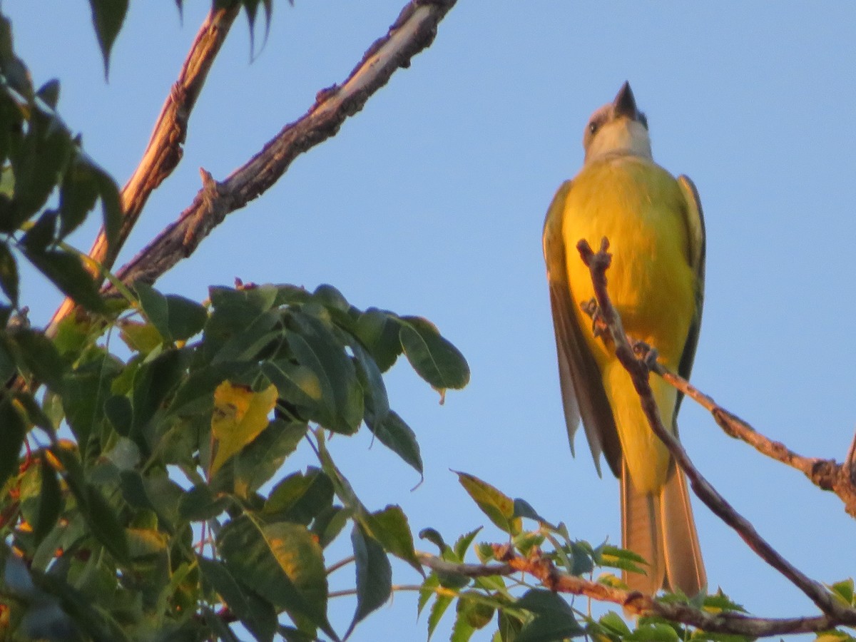 Couch's Kingbird - ML642984078