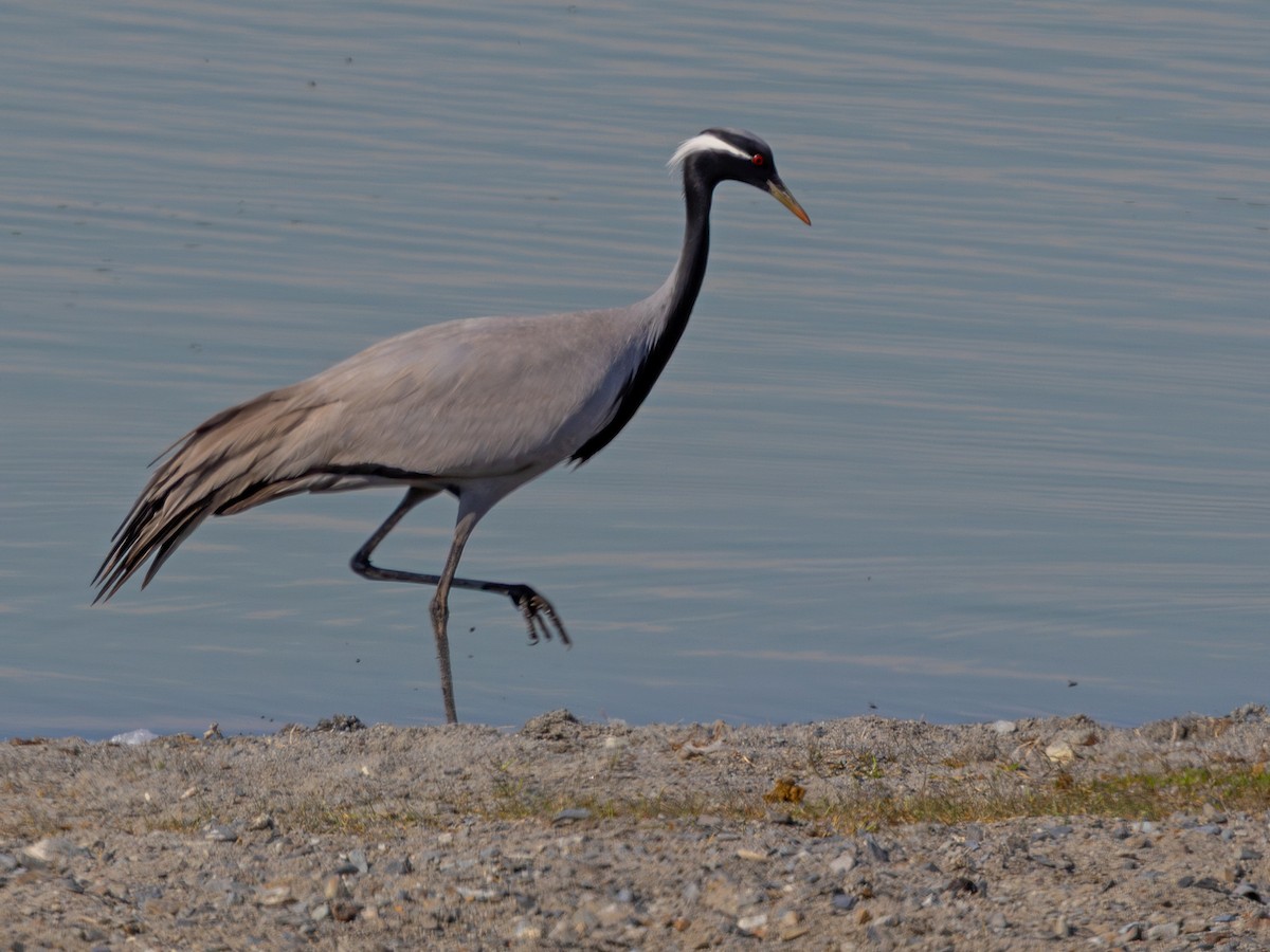 Demoiselle Crane - ML642984080