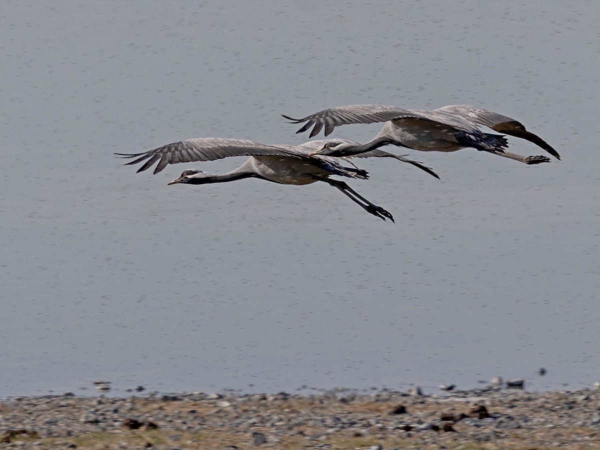 Demoiselle Crane - ML642984081