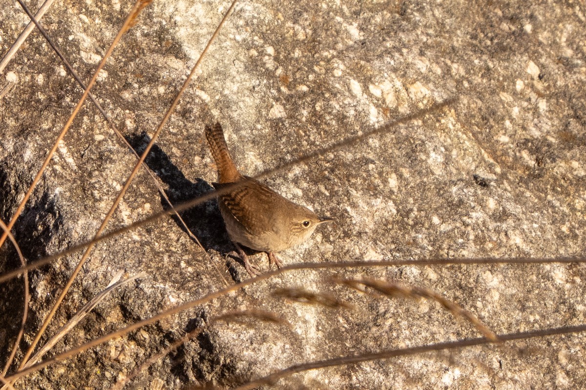 Northern House Wren - ML642984082