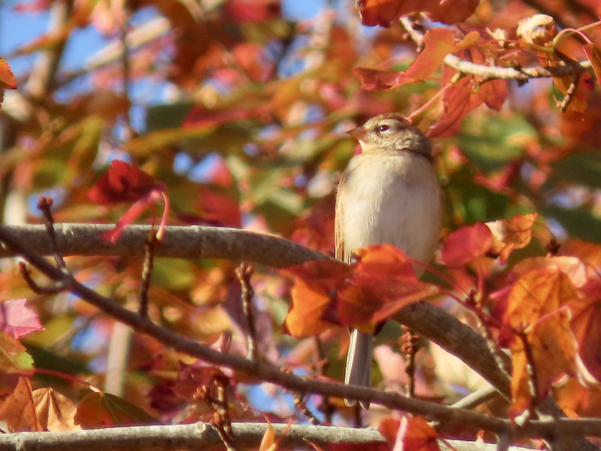 Chipping Sparrow - ML642984083