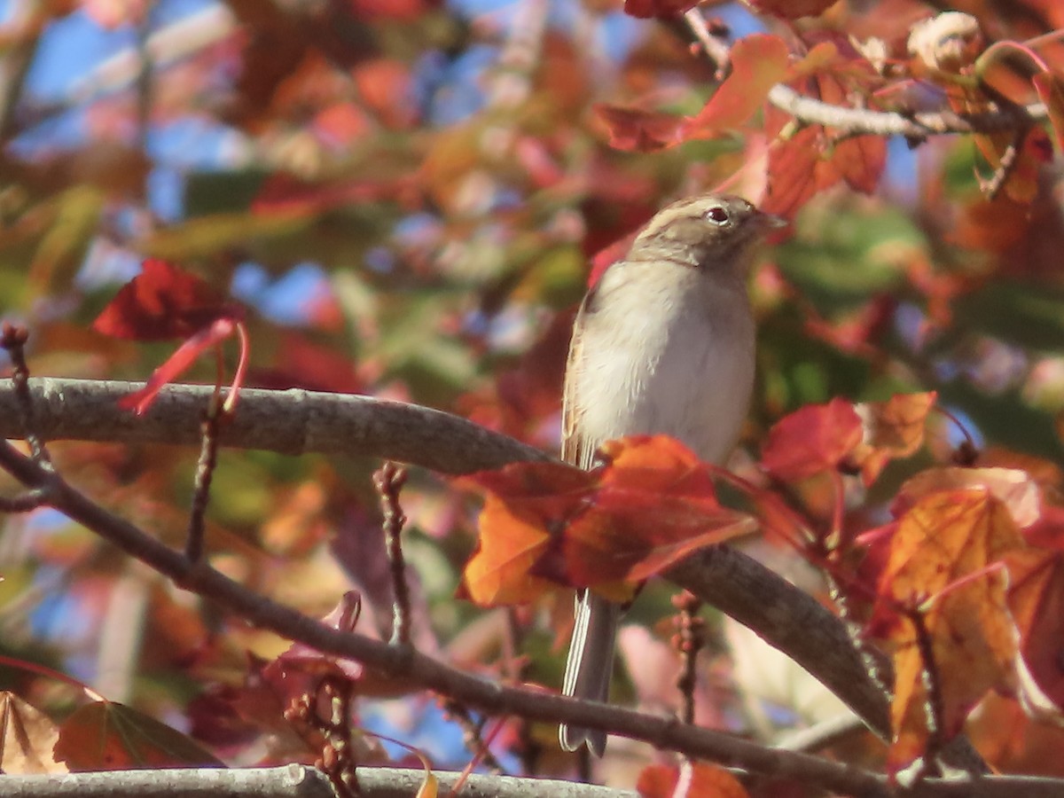 Chipping Sparrow - ML642984084
