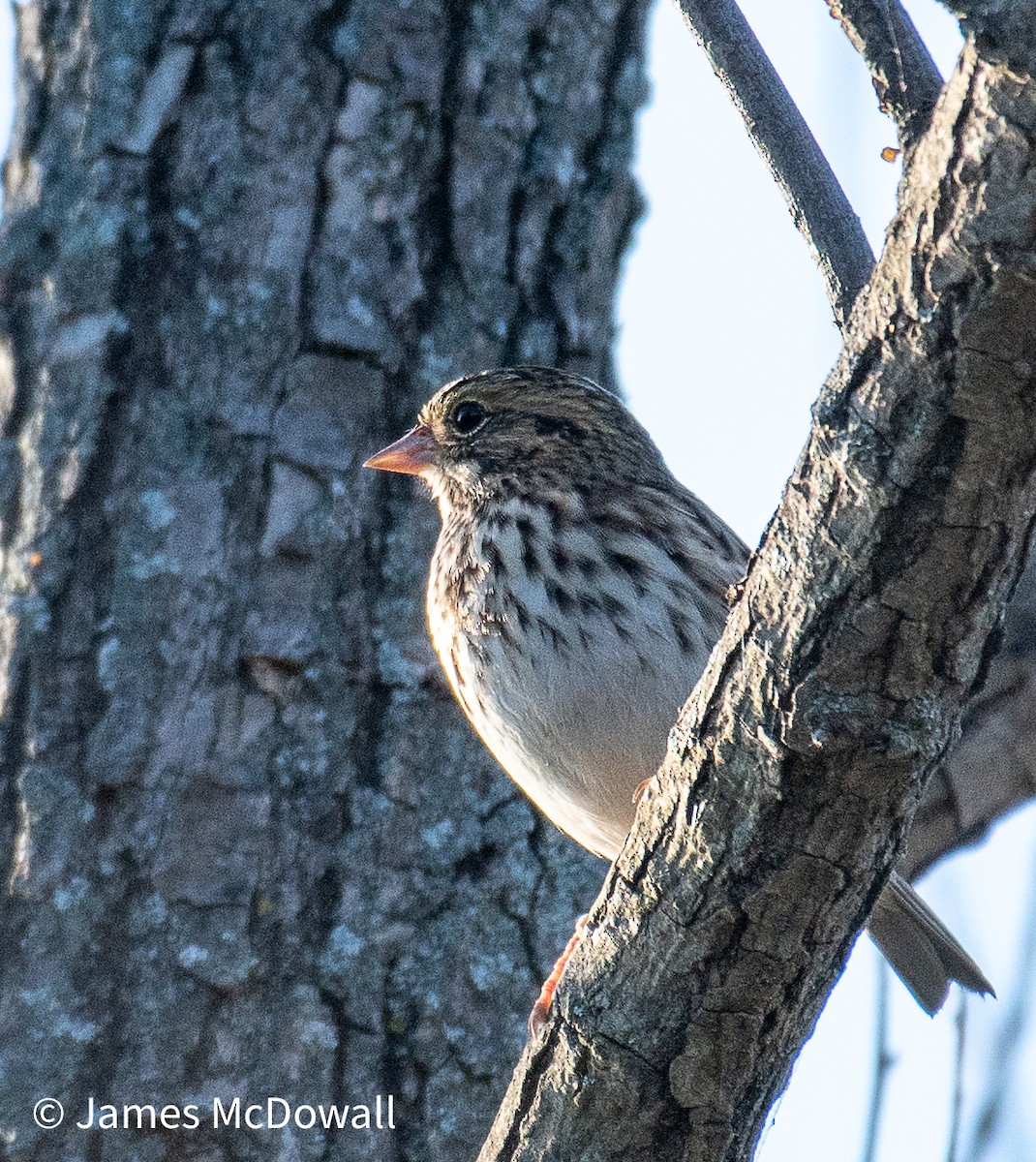 Savannah Sparrow - ML642984085