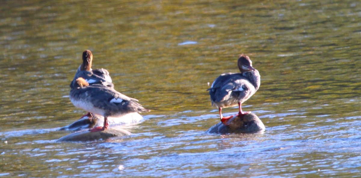 Common Merganser - ML642984086