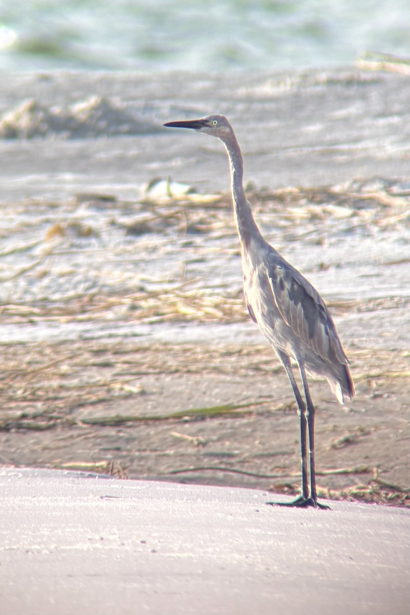 Reddish Egret - ML642984087