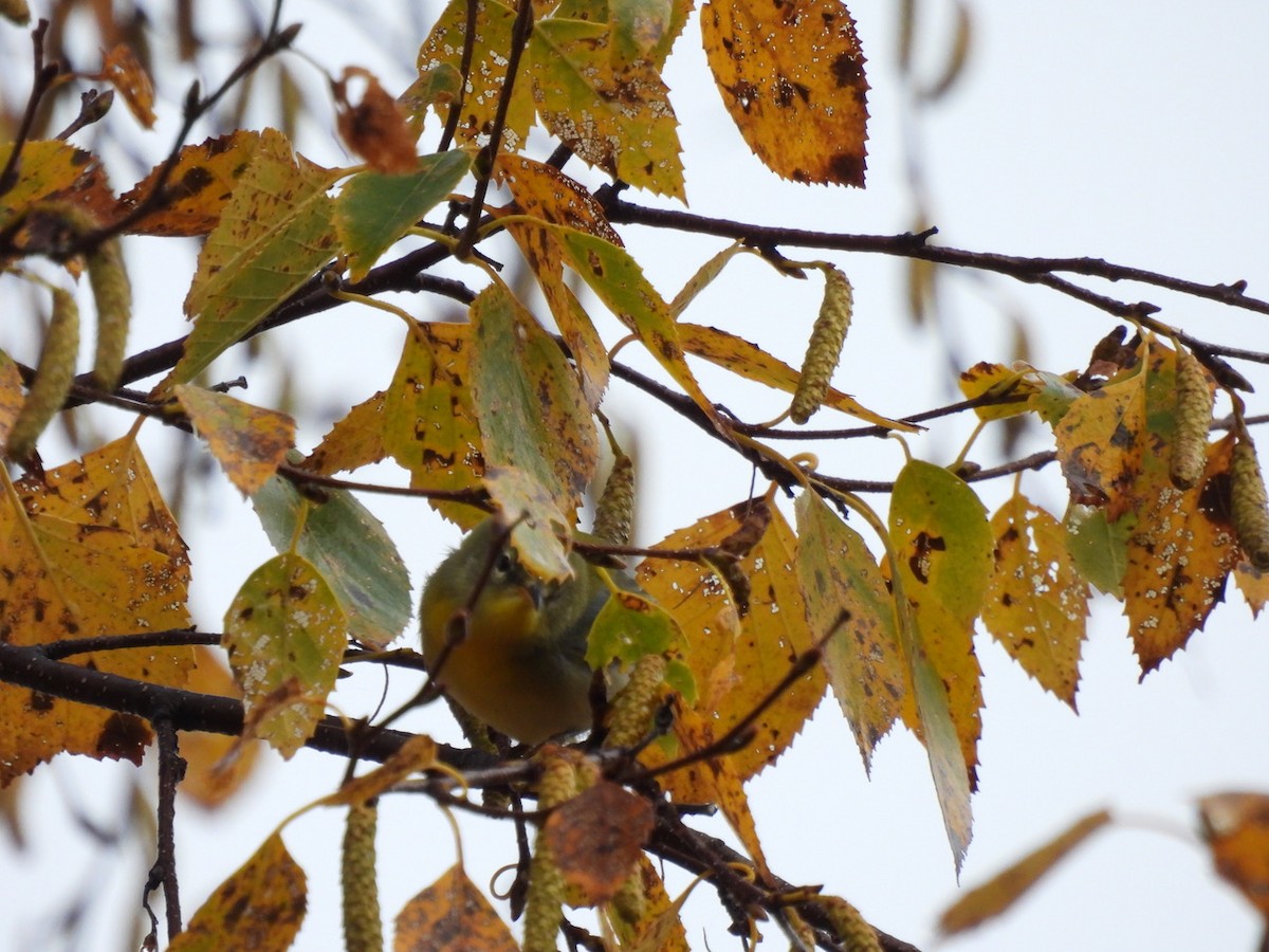 Northern Parula - ML642984089