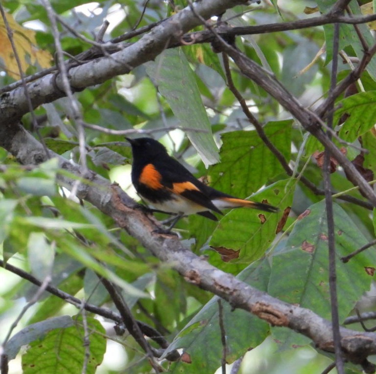 American Redstart - ML642984090