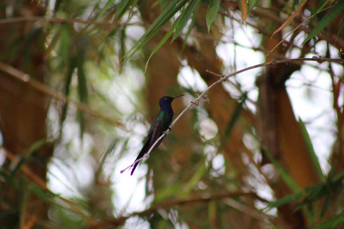 Swallow-tailed Hummingbird - ML642984114