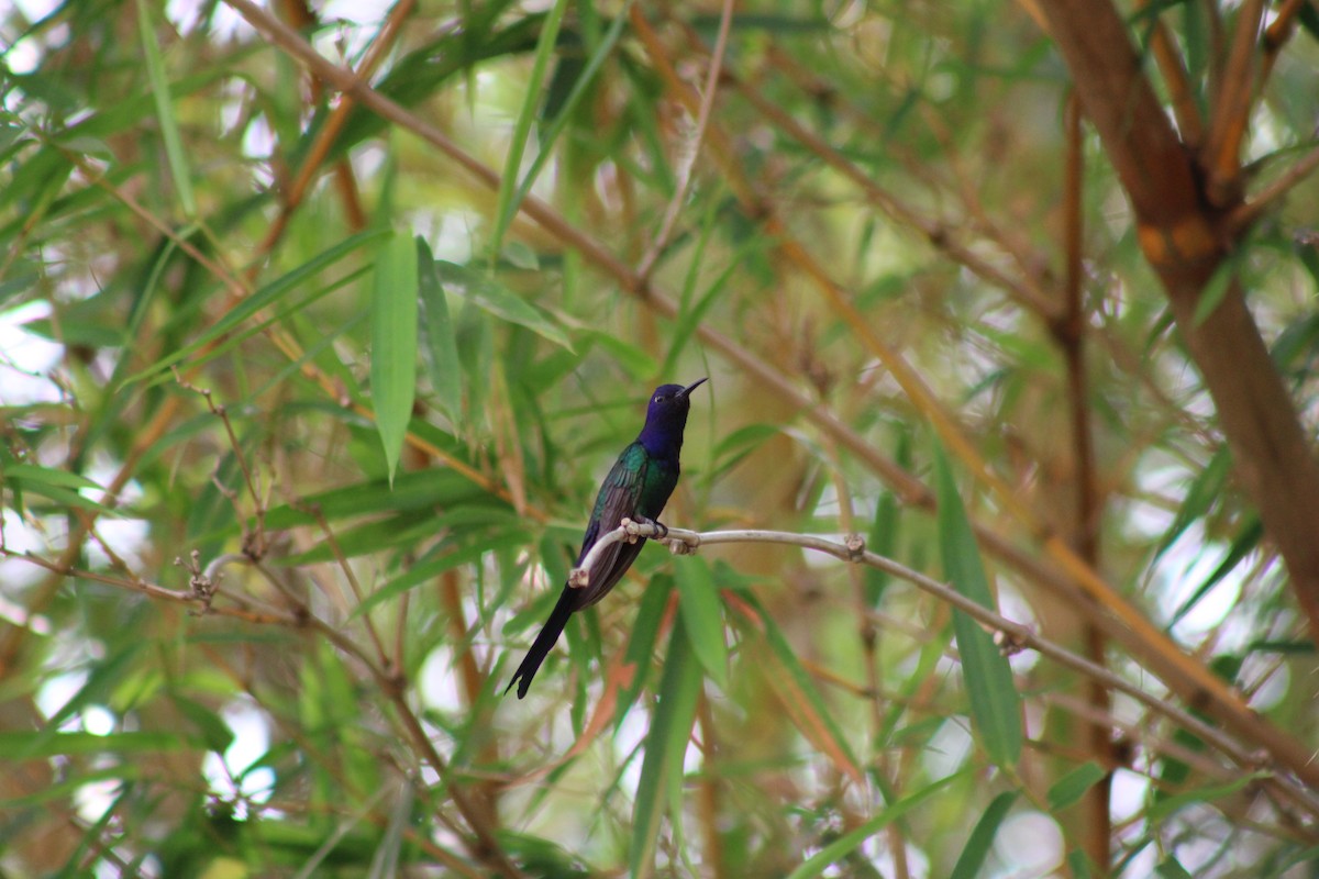 Swallow-tailed Hummingbird - ML642984137