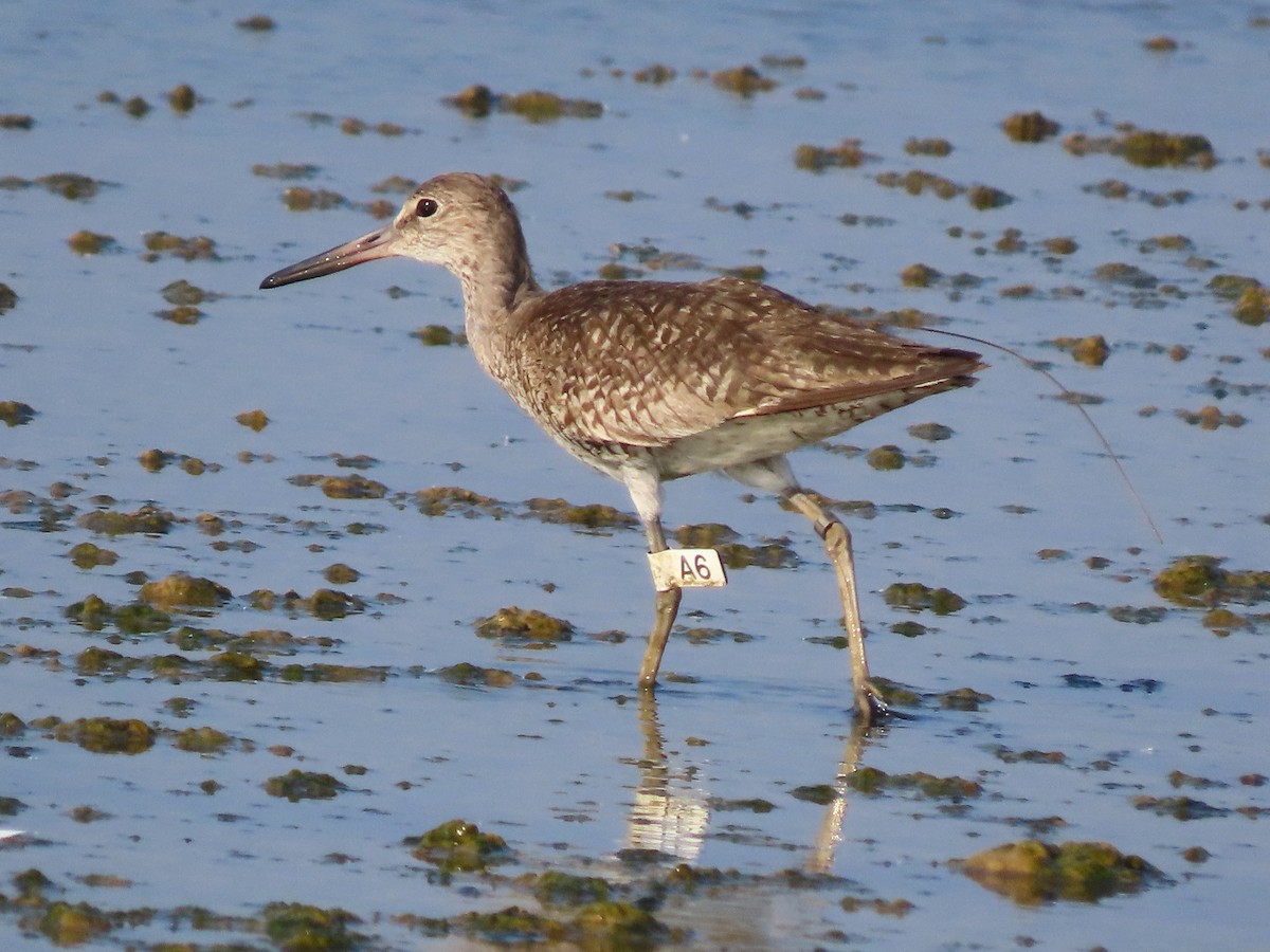 Willet - ML642984140