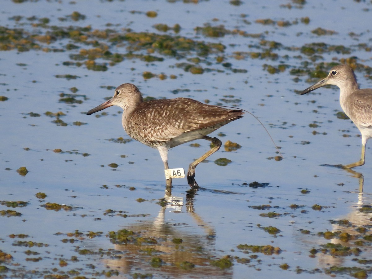 Willet - ML642984155