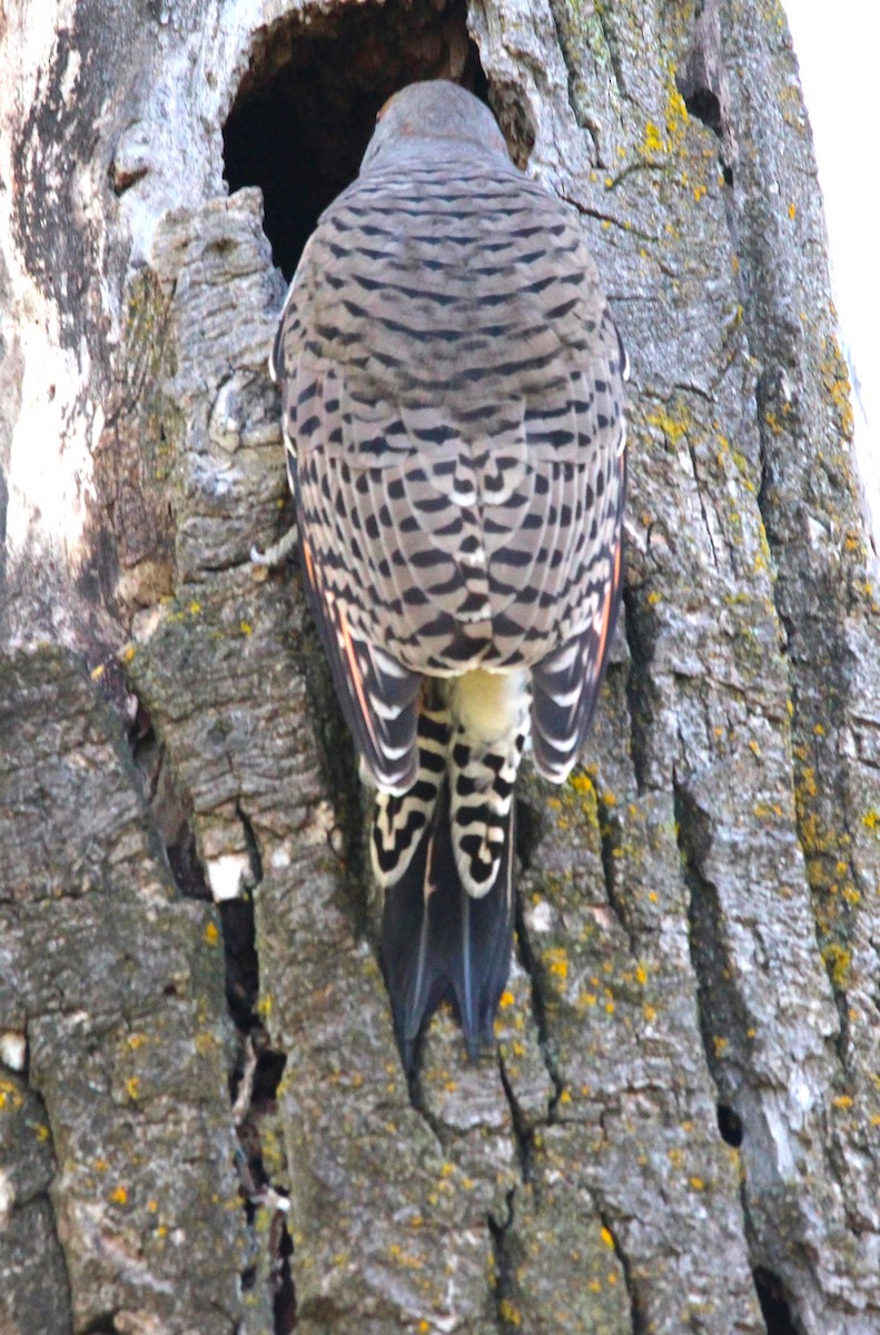 Northern Flicker - ML642984156