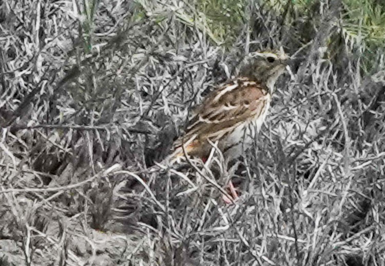 Peruvian Pipit - ML642984162