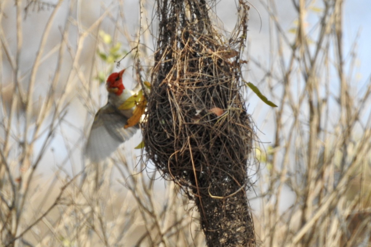 Red-headed Weaver - ML642984164