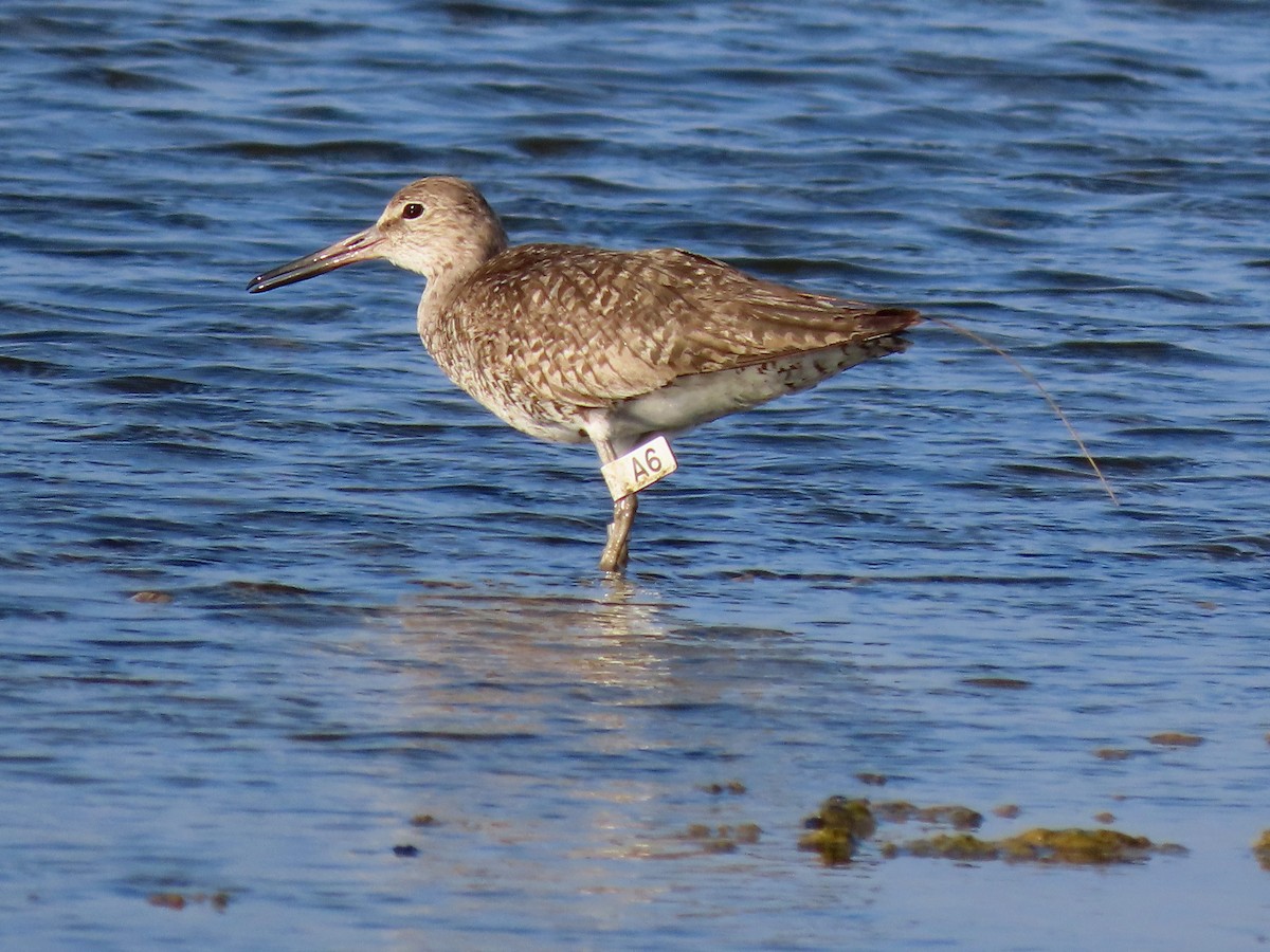 Willet - ML642984171