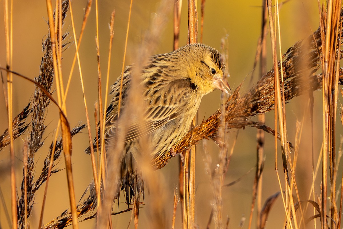 Bobolink - ML642984178