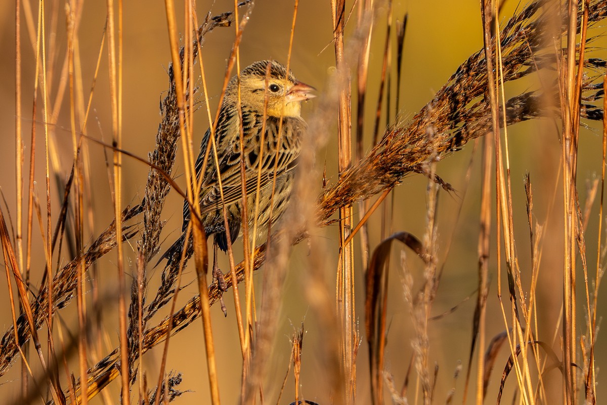 Bobolink - ML642984179