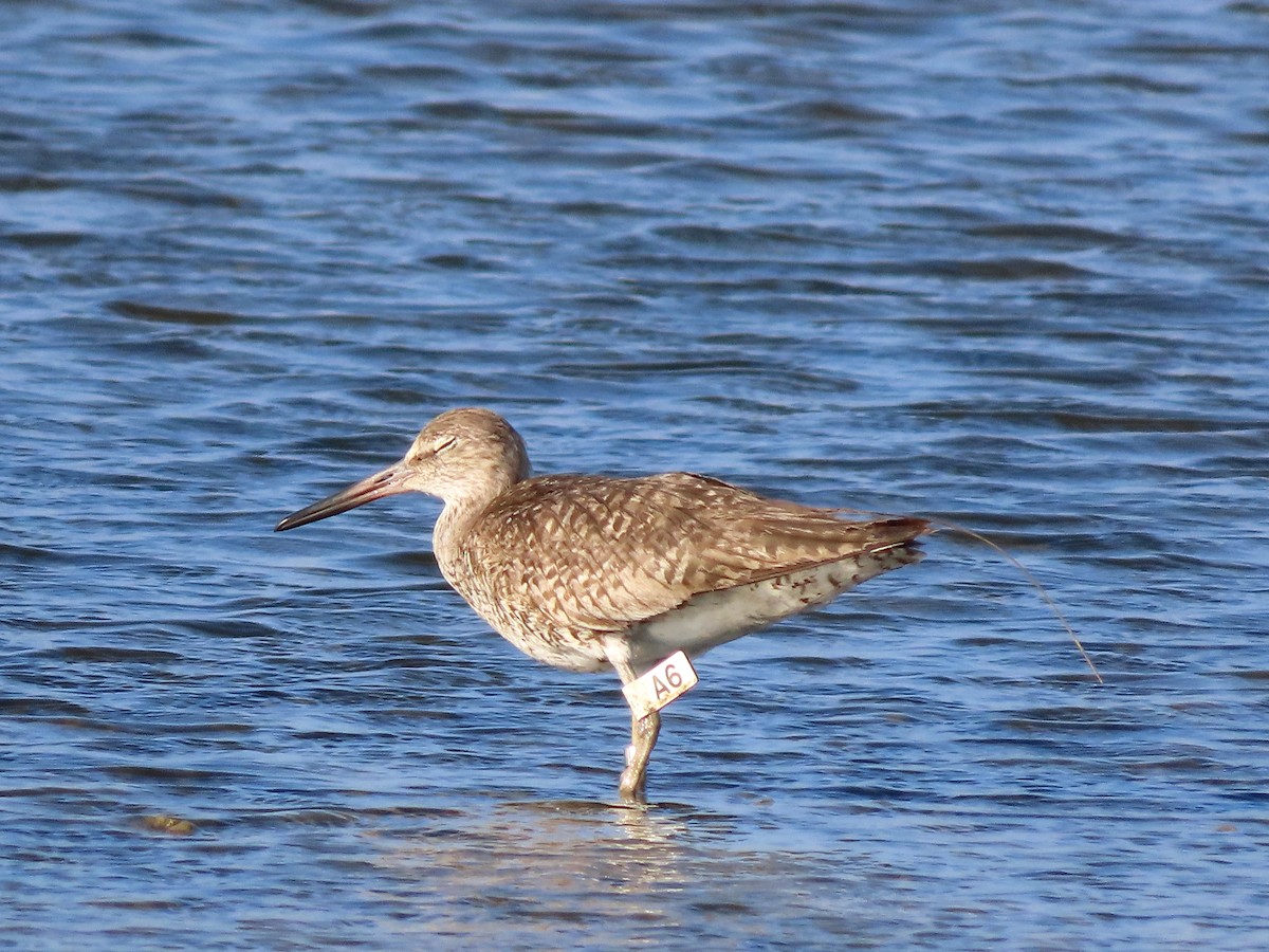 Willet - ML642984182