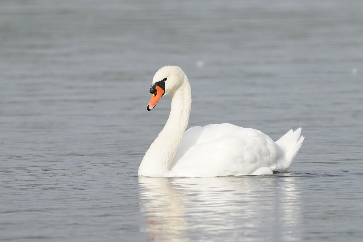 Mute Swan - ML642984185