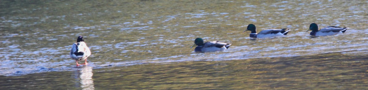 Mallard - ML642984186