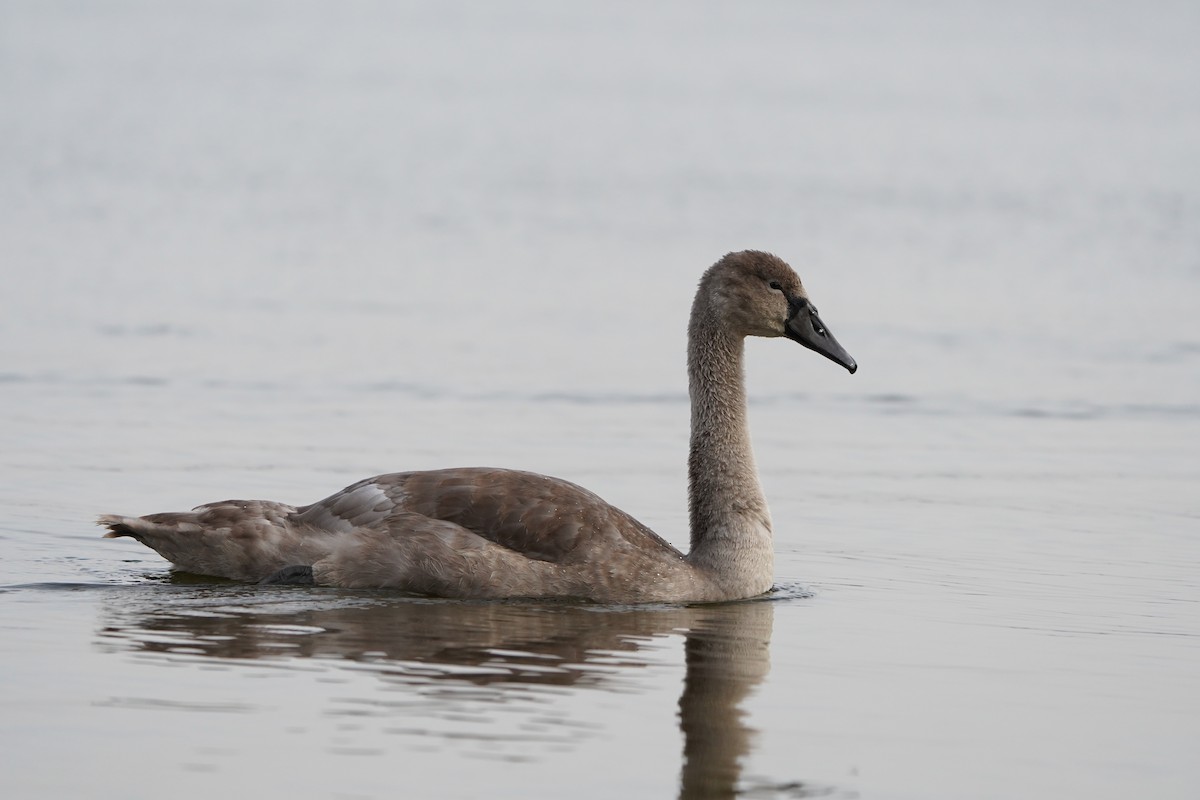 Mute Swan - ML642984197
