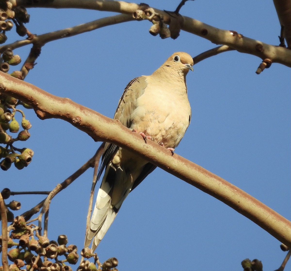 Mourning Dove - ML642984200