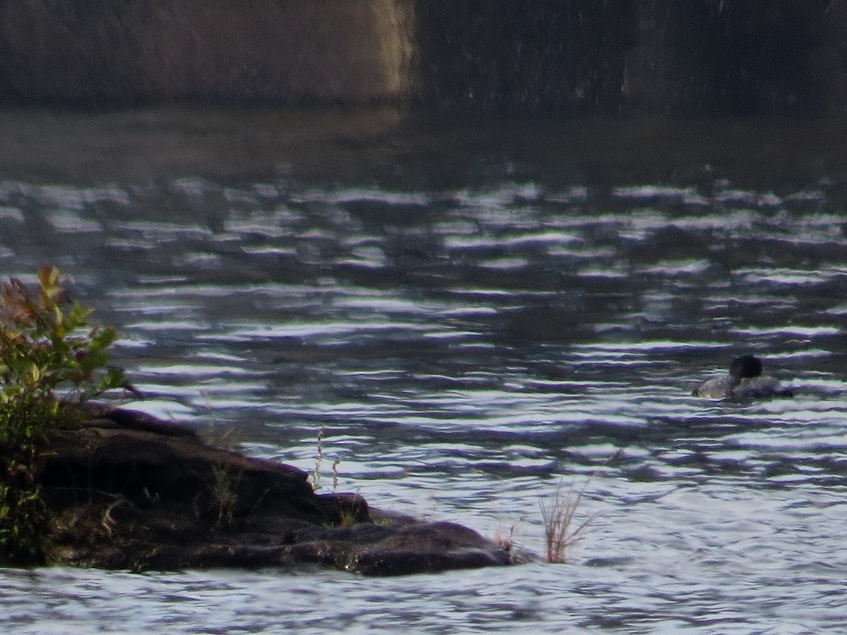 Common Loon - ML642984201