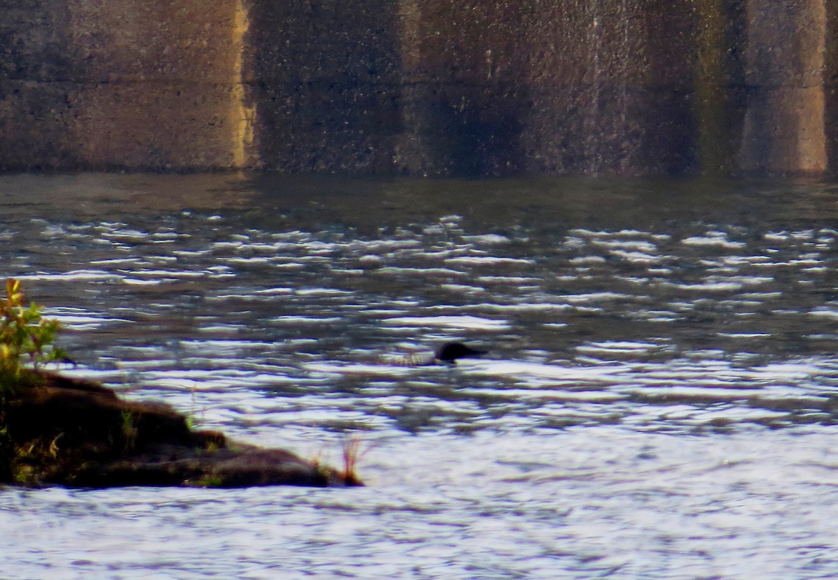 Common Loon - ML642984202