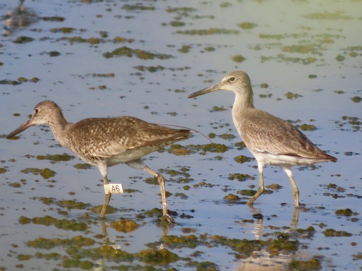Willet - ML642984216