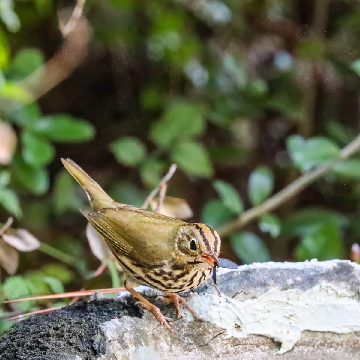 Ovenbird - ML642984221