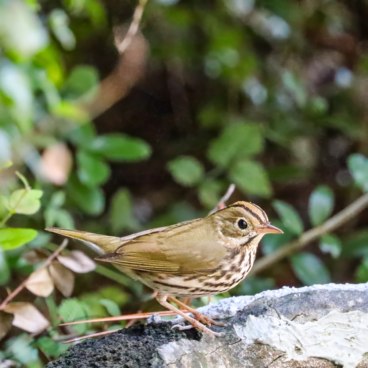 Ovenbird - ML642984222