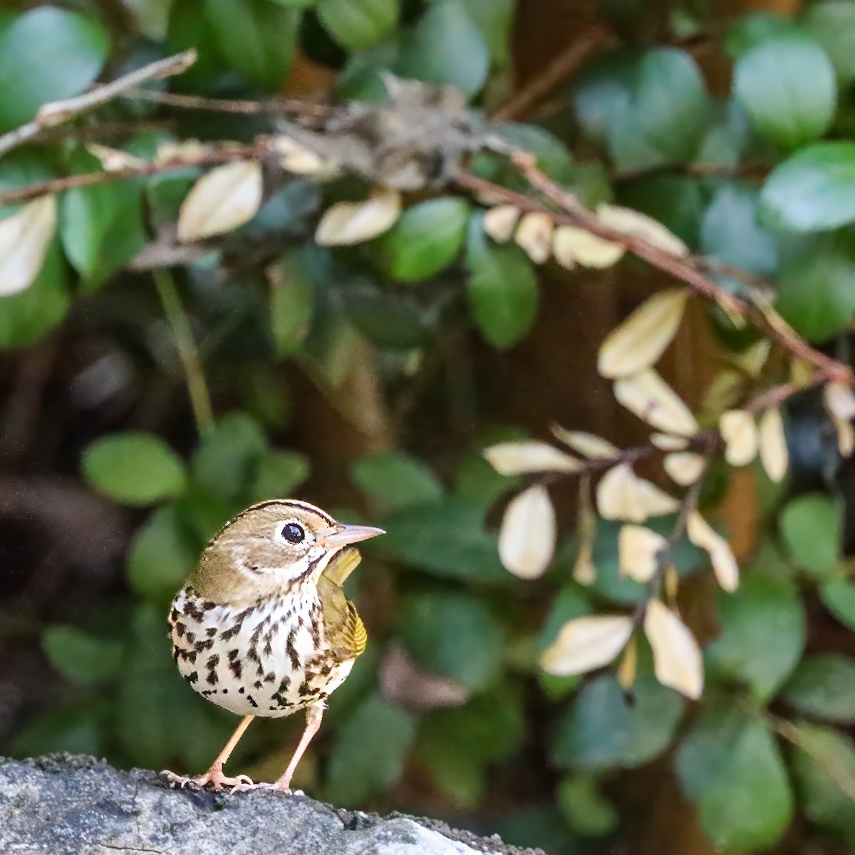 Ovenbird - ML642984223