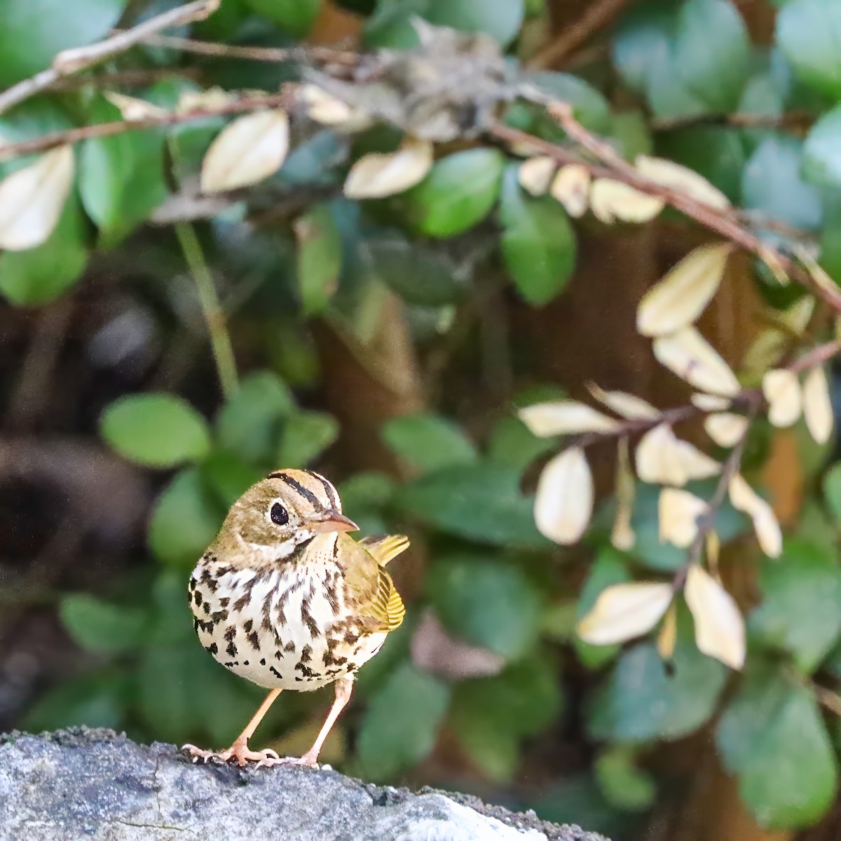 Ovenbird - ML642984224