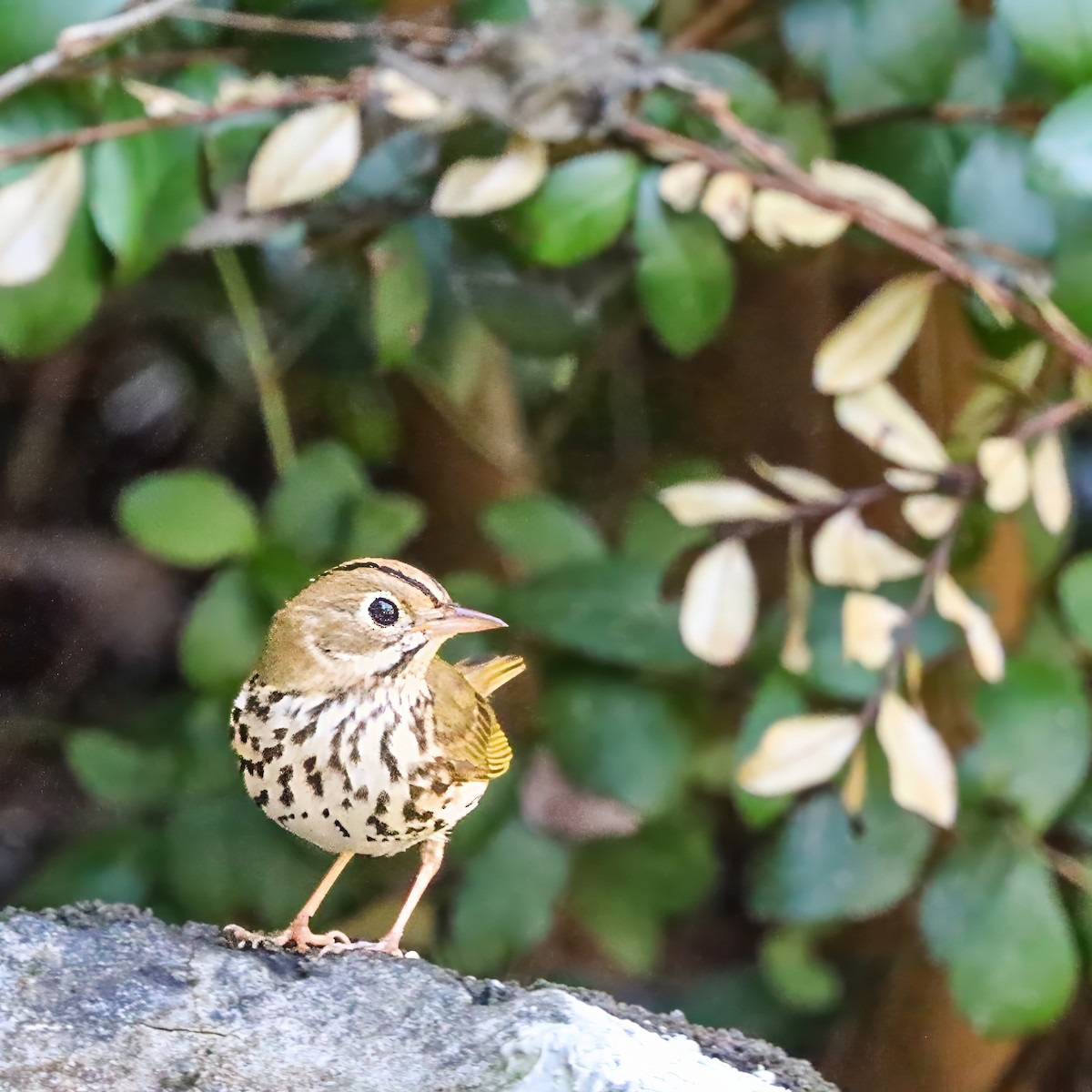 Ovenbird - ML642984225