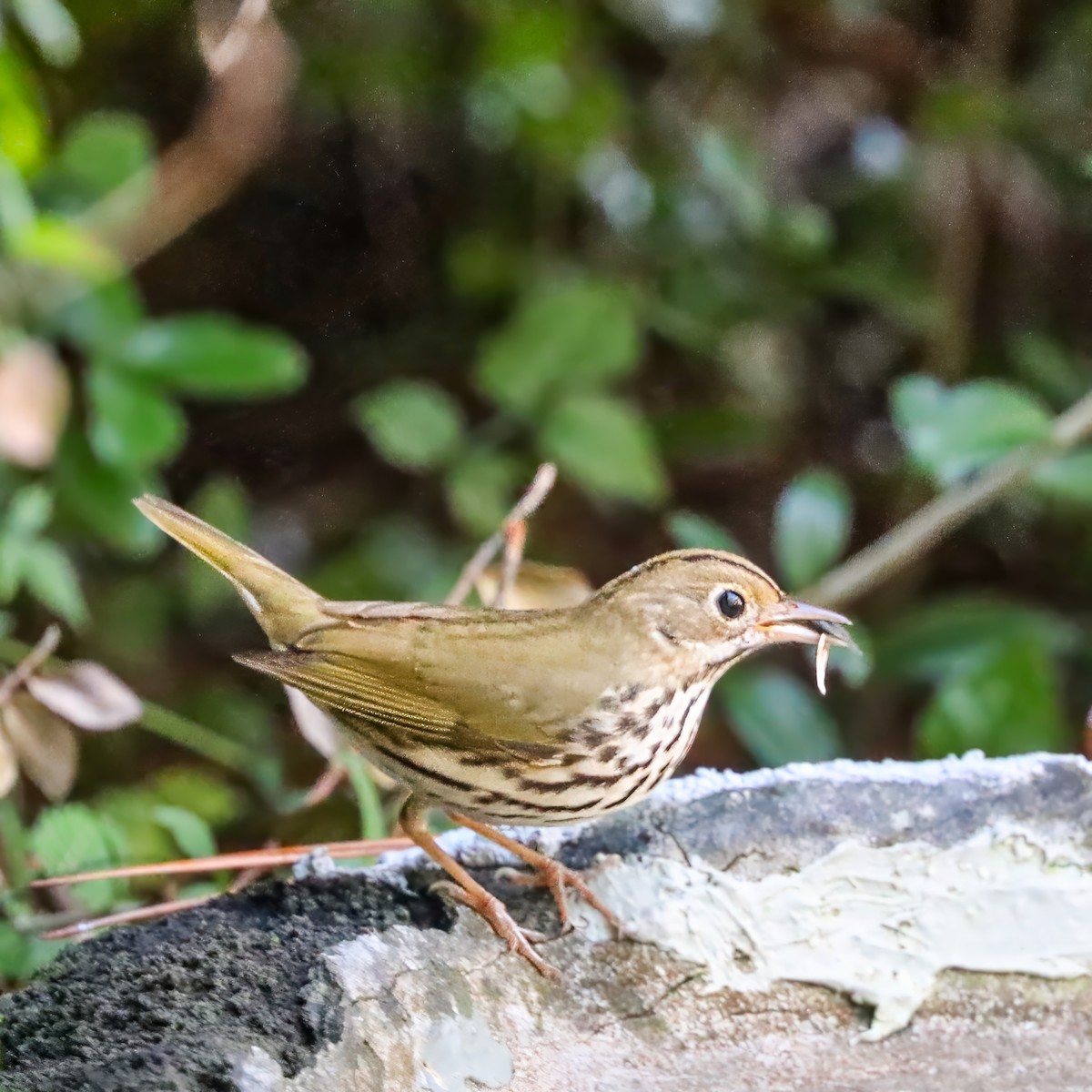 Ovenbird - ML642984226