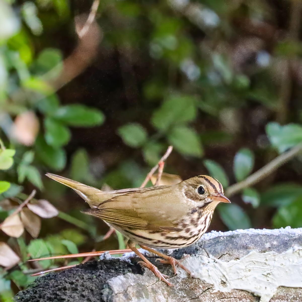 Ovenbird - ML642984227